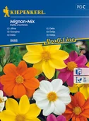 Nasiona i cebule - Dalia Mignon-Mix - miniaturka - grafika 1