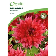 Nasiona i cebule - Dalia dekoracyjna Red Empire 1szt. cebulki kwiatów Geolia - miniaturka - grafika 1
