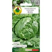 Nasiona i cebule - Sałata głowiasta krucha Beata nasiona Pnos - miniaturka - grafika 1