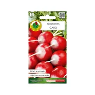 Nasiona i cebule - Rzodkiewka Caro 5g nasiona tradycyjne Pnos - miniaturka - grafika 1