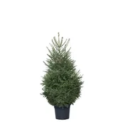 Choinki - Świerk pospolity wys. 130-150 cm, don. 18-20 l - miniaturka - grafika 1