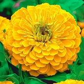 Nasiona i cebule - Cynia Wytworna Daliowa Canary Bird - Żółta (Zinnia Elegans Dahliaeflora) - miniaturka - grafika 1