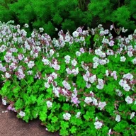 Nasiona i cebule - Geranium Bodziszek kantabryjski Saint Ola 1 szt. doniczka P11 - miniaturka - grafika 1