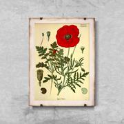 Plakaty - Retro plakat Botaniczny nadruk czerwony mak - miniaturka - grafika 1