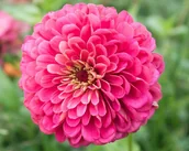 Nasiona i cebule - CYNIA DALIOWA ILLUMINATION 1 GRAM NASION - miniaturka - grafika 1