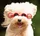 Okulary z krzyżami dla psów, okulary przeciwsłoneczne dla psów z regulowanym sznurkiem i gumowym paskiem, okulary dla zwierząt domowych Dobra fantazja mierzy 8,5 cm