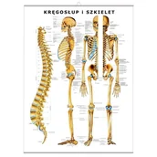 Mapy i plansze edukacyjne - Plansza anatomiczna Kręgosłup i Szkielet z haczykiem (PL) - miniaturka - grafika 1