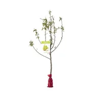 Kwiaty doniczkowe - Drzewko owocowe w balocie Grusza wys. 160-170 cm - miniaturka - grafika 1