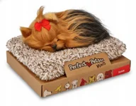 Maskotki i pluszaki - MAŁY SZCZENIACZEK YORK NA LEGOWISKU SZCZEKAJĄCY 3+ REALISTYCZNY PIESEK - miniaturka - grafika 1