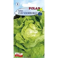 Nasiona i cebule - Sałata Masłowa Cud Voorburgu Polan - miniaturka - grafika 1