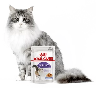 Royal Canin Sterilised w galaretce 24x85g 16498-uniw - Mokra karma dla kotów - miniaturka - grafika 1