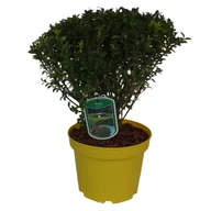 Kwiaty doniczkowe - Bukszpan wieczniezielony wys. 30-40 cm don. 22 cm - miniaturka - grafika 1