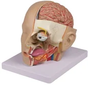 Sprzęt ratunkowy - Erler-zimmer Model anatomiczny ludzkiej głowy - miniaturka - grafika 1