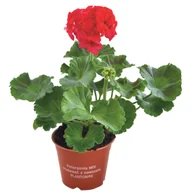 Kwiaty doniczkowe - Pelargonia zonale mix wys. 25 cm don. 12 cm - miniaturka - grafika 1