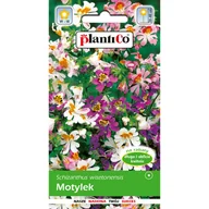 Nasiona i cebule - Motylek wisentoński (Schizanthus wisetonensis) mix - miniaturka - grafika 1