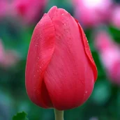 Nasiona i cebule - Tulipan Darwina polski Red Impression 5 szt. 11/12 cebulki tulipanów cebule - miniaturka - grafika 1