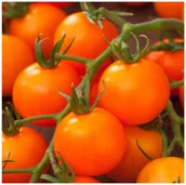 Nasiona i cebule - Pomidor Wysoki Drobnoowocowy FIGIEL kulisty pomarańczowy nasiona 200 sztuk - miniaturka - grafika 1