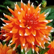 Nasiona i cebule - Dalia kaktusowa Colour Spectacle 1 szt. - miniaturka - grafika 1