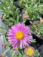 Nasiona i cebule - Aster alpejski różowy sadzonka skalniak rabata - miniaturka - grafika 1