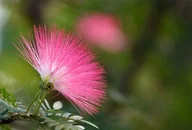 Nasiona i cebule - MIMOZA WSTYDLIWA CHOWA LIŚCIE PO DOTYKU NASIONA KWIATÓW rośliny ozdobne p. PL130/12/210/4761A, - miniaturka - grafika 1