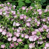 Nasiona i cebule - Malva moschata Ślaz piżmowy Rosea 1 szt. doniczka P9 - miniaturka - grafika 1