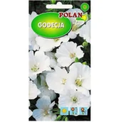 Nasiona i cebule - GODECJA WIELKOKWIATOWA BIAŁA nasiona 1g - miniaturka - grafika 1
