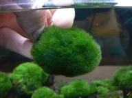 Dekoracje do akwarium - Gałęzatka Kulista Średnia Cladophora 3-5Cm - miniaturka - grafika 1