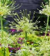 Nasiona i cebule - Allium Czosnek Artic Snow 1 szt cebulki cebule - miniaturka - grafika 1