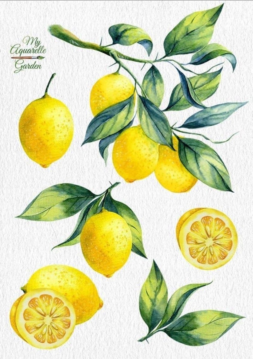 Naklejki na ścianę Do Kuchni Cytryny Vintage 91,5x61 cm