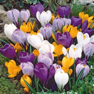 Krokus Wiosenny Mix 200 szt cebulki krokusy - Nasiona i cebule - miniaturka - grafika 1