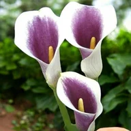 Nasiona i cebule - Zantadechia Calla Kalla Picasso 14/16 1 szt. cebule cebulki - miniaturka - grafika 1