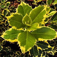 Kwiaty doniczkowe - Ostrokrzew kolczasty 'Rubricaulis Aurea' (Ilex aquifolium) Doniczka 2.0L - miniaturka - grafika 1