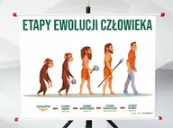 Pomoce naukowe - Plansza - Etapy Ewolucji Człowieka - miniaturka - grafika 1