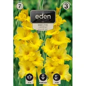 Nasiona i cebule - Mieczyk Jacksonville Gold 7 sztuk Eden - miniaturka - grafika 1