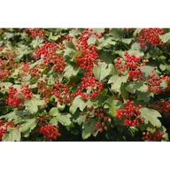 Sadzonki drzew krzewów - Kalina koralowa wys. 30-40 cm don. 19 cm - miniaturka - grafika 1