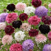 Nasiona i cebule - DRIAKIEW WDÓWKA (SCABIOSA ATROPURPUREA) MIX KOLORÓW - NASIONA 0,5 GRAMA - miniaturka - grafika 1