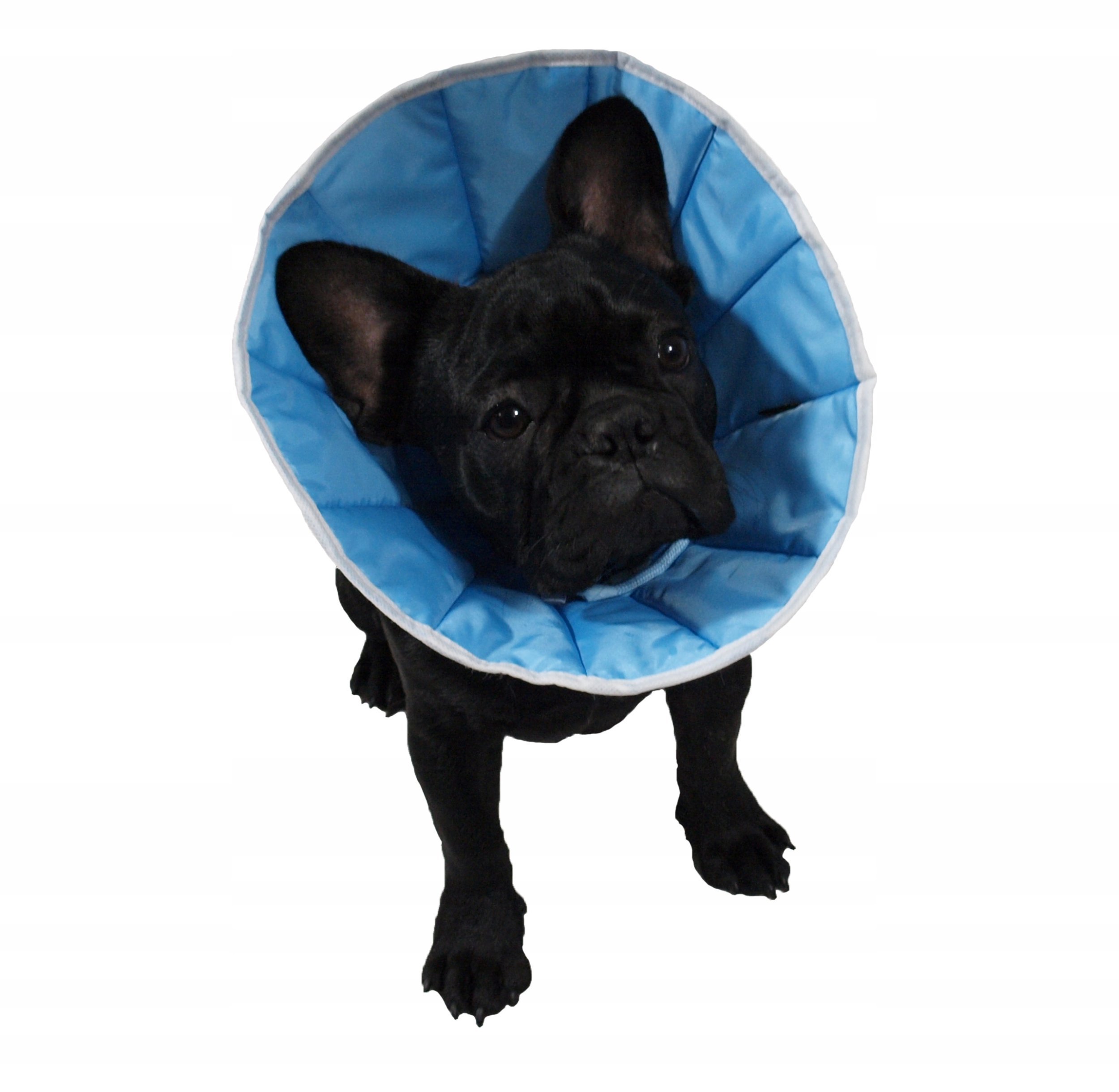 Grande Finale Kołnierz pooperacyjny pozabiegowy psa kota GF 1 S uniwersalny