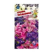 Nasiona i cebule - Szałwia trójbarwna 0,5g / O / - miniaturka - grafika 1