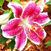 Nasiona i cebule - Lilia orientalna różowo-biała XXL (20/+) 1 szt. cebule cebulki lilii lilie - miniaturka - grafika 1