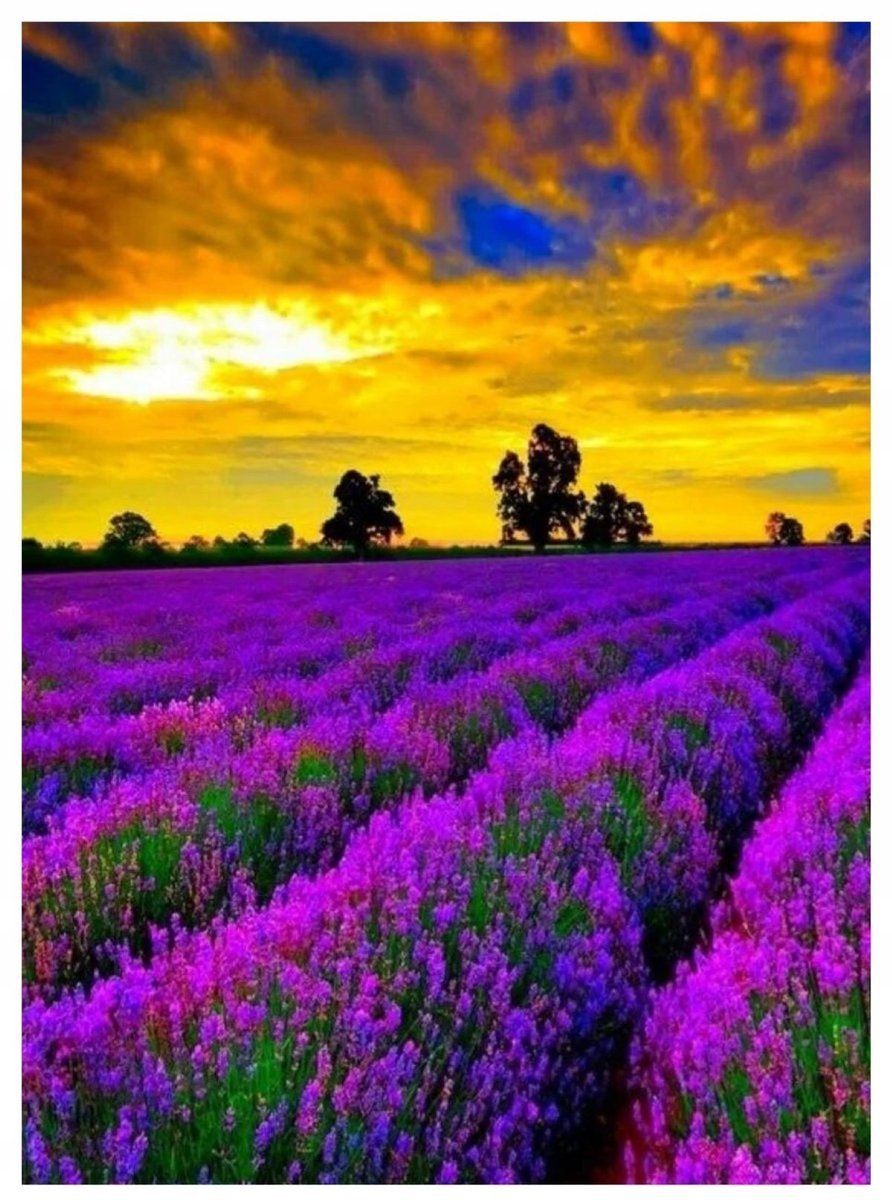 DIAMOND PAINTING HAFT DIAMENTOWY MOZAIKA 5D - LAWENDA - ZYWM-142