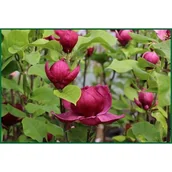 Kwiaty doniczkowe - Magnolia Genie mix wys. 80-100 cm don. 12 l - miniaturka - grafika 1