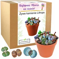 Nasiona i cebule - Prezent na Dzień Matki żywe kamienie prezent dla mamy zestaw do uprawy mama - miniaturka - grafika 1