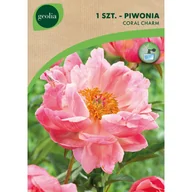 Nasiona i cebule - Piwonia Coral Charm 2/3 1 szt. cebulki kwiatów Geolia - miniaturka - grafika 1