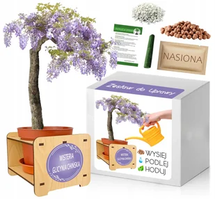 Zestaw do uprawy Bonsai Glicynia Chińska Wisteria - Nasiona i cebule - miniaturka - grafika 1