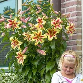 Nasiona i cebule - Lilia drzewiasta Robert Swanson 1 szt. cebule cebulki lilii lilie - miniaturka - grafika 1