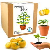 Nasiona i cebule - Zestaw Do Uprawy Pomidor Koktajlowy Żółty Cherry - miniaturka - grafika 1