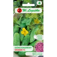 Nasiona i cebule - Legutko Ogórek Śremski F1 2g - miniaturka - grafika 1