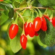 Sadzonki drzew krzewów - Jagoda Goji 'New Big' Duże Jagody (Lycium barbarum) Doniczka 2.0L - miniaturka - grafika 1