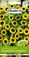 Nasiona i cebule - Nasiona Sanwitalia Rozesłana 0,5g PlantiCo - miniaturka - grafika 1