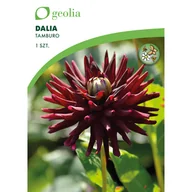 Nasiona i cebule - Dalia Tamburo 1 szt. cebulki kwiatów Geolia - miniaturka - grafika 1